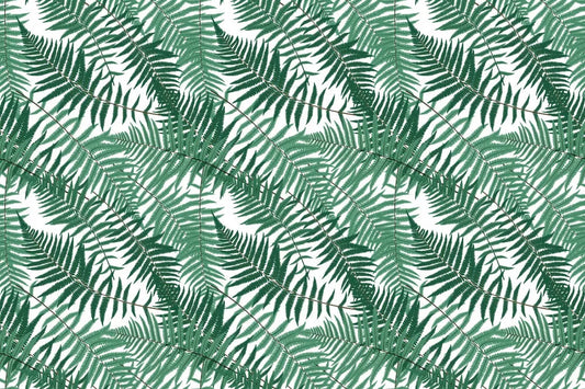 Fern on white background