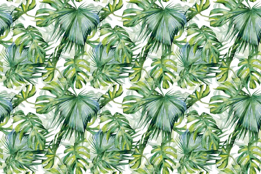 Light green monstera leaves