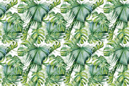 Light green monstera leaves