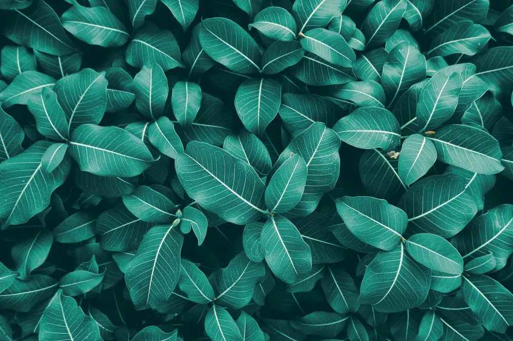 Thicket of green leaves