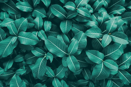 Thicket of green leaves