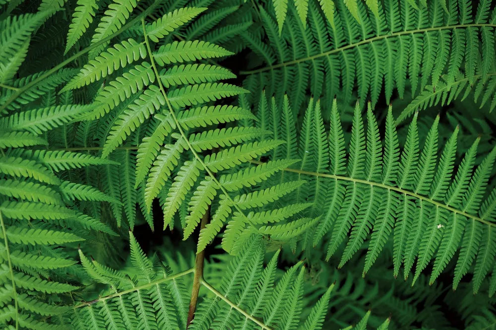 Large fern leaves