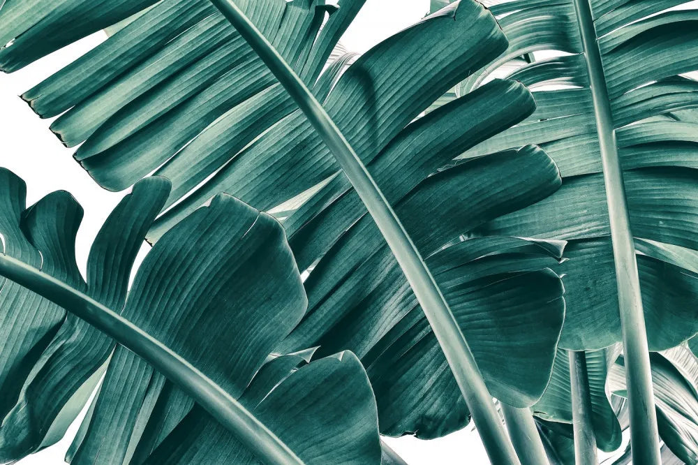 Large leaves on a white background