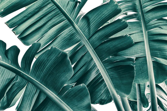 Large leaves on a white background