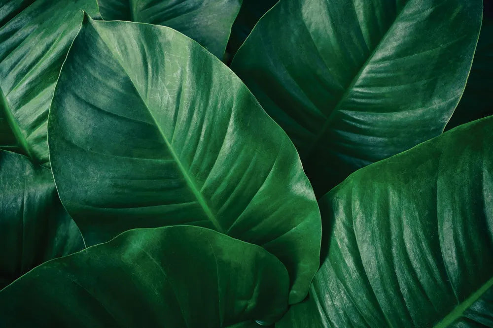 Tropical flora