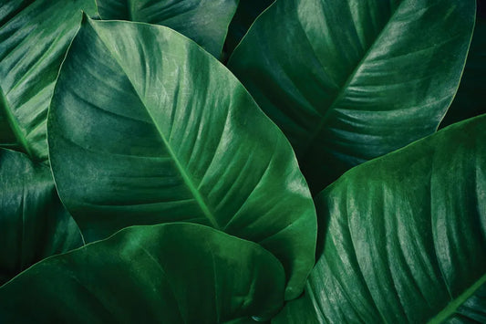 Tropical flora