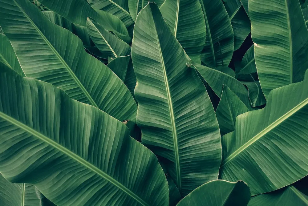 Jungle pattern