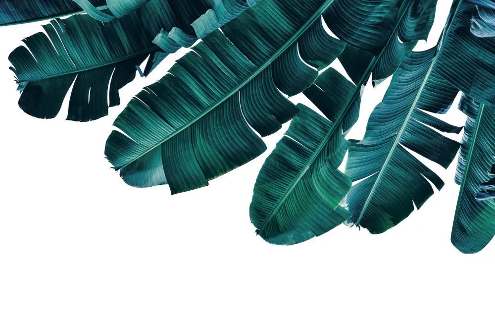 Large banana leaves