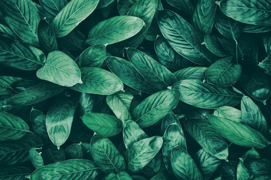 Dense tropical foliage