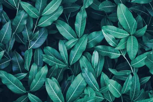 Twilight tropical leaves