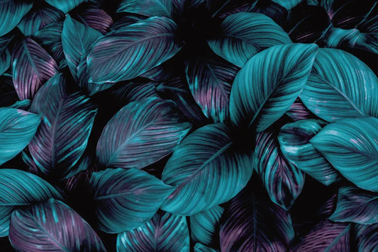 Leaves on a dark background