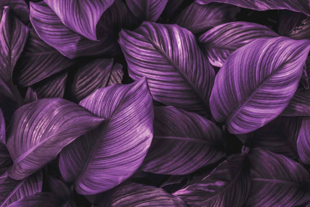 Purple foliage