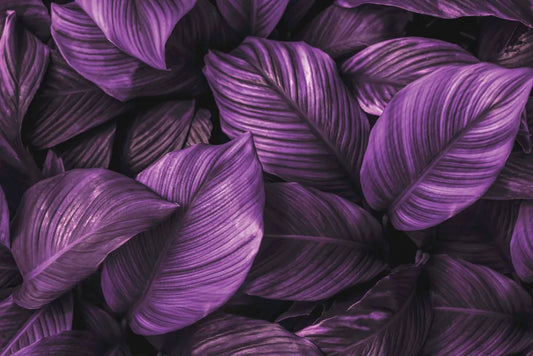 Purple foliage