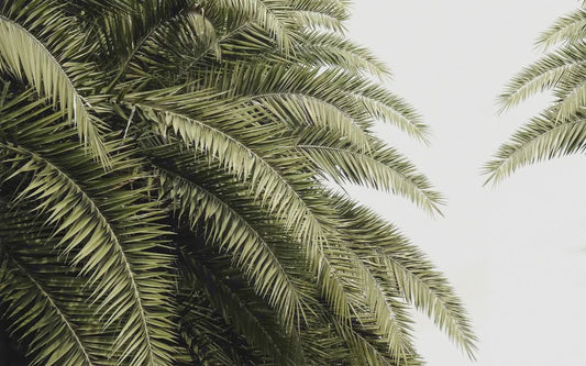 Large green leaves