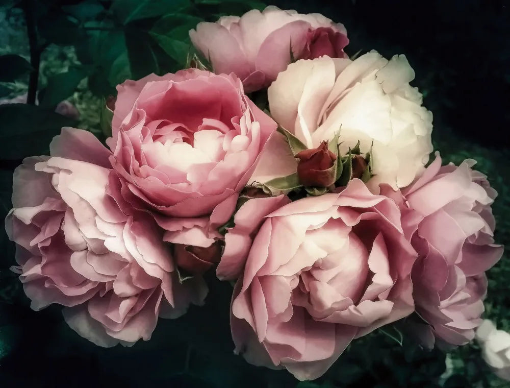 Air peonies