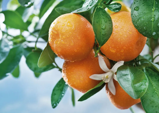 Tangerines