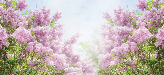 Blooming lilac garden