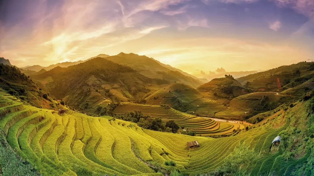 Rice fields