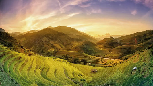 Rice fields