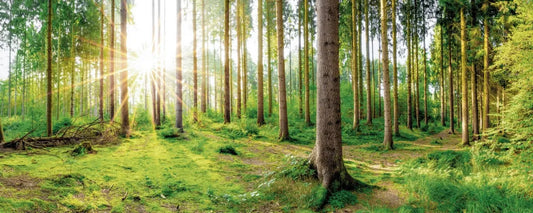 Forest fresh