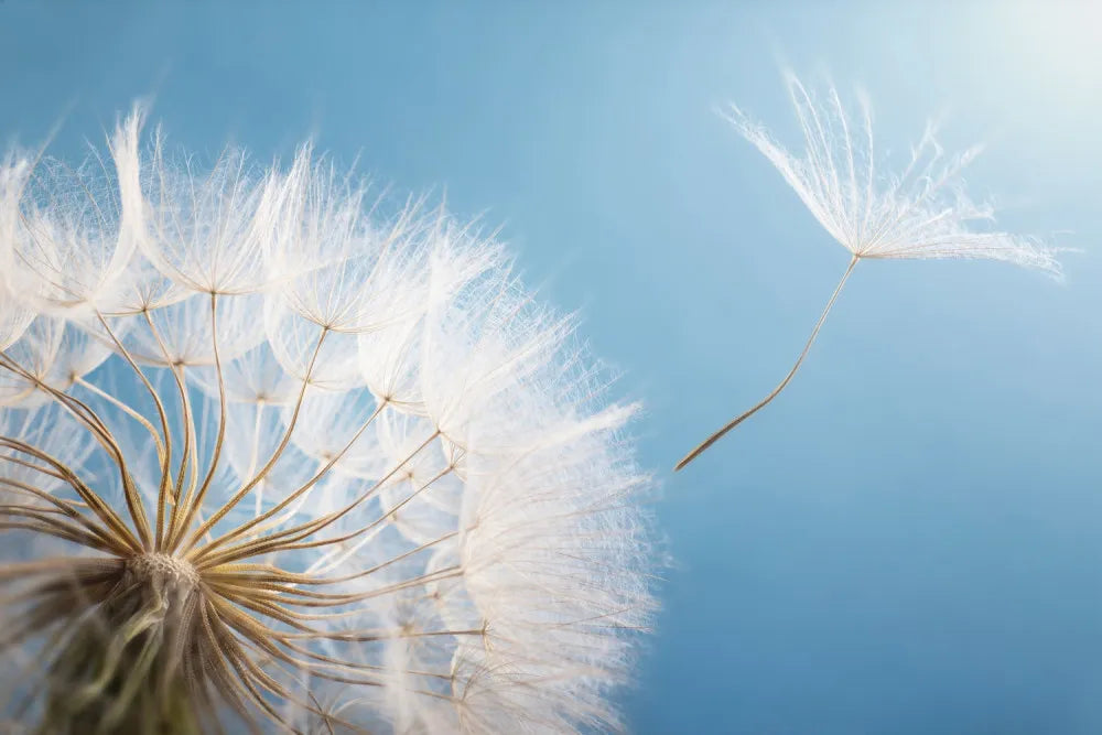 Delicate dandelion