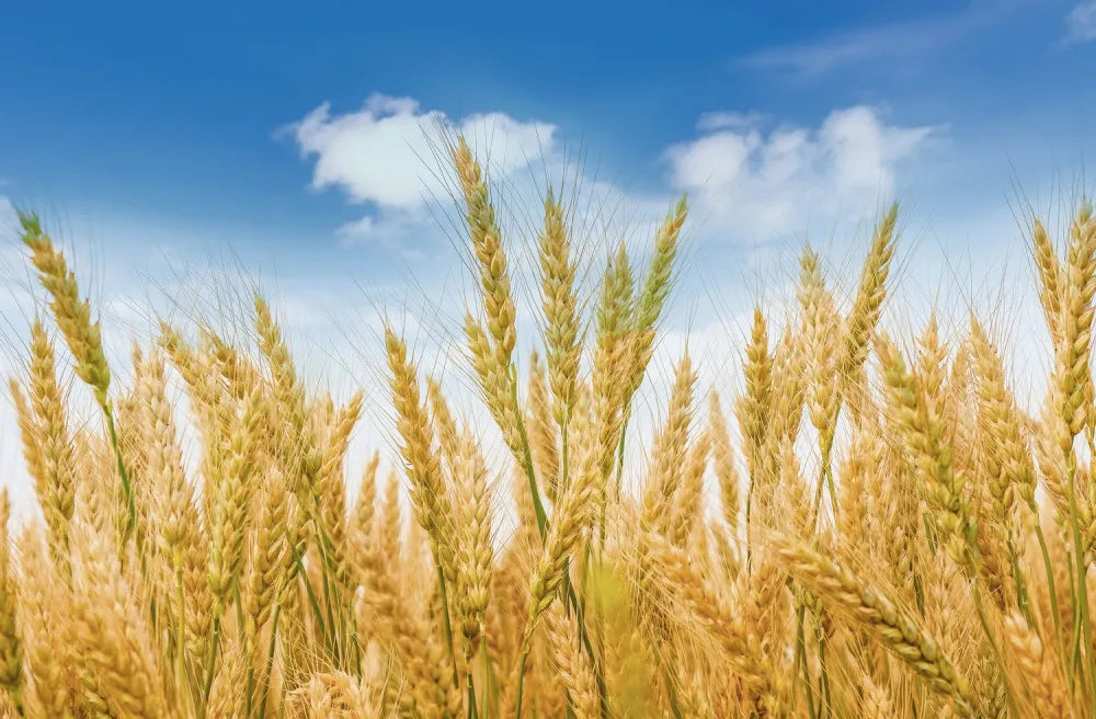 Grain field