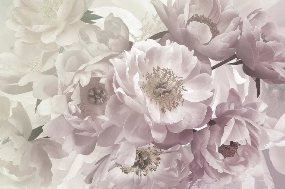 Delicate peonies