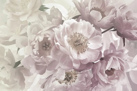 Delicate peonies