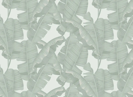 Delicate tropical leaves