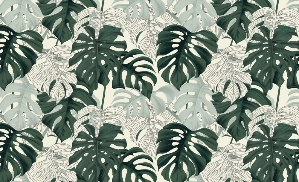 Delicate foliage monstera