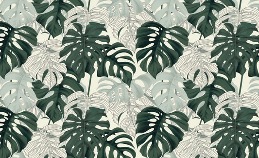 Delicate foliage monstera