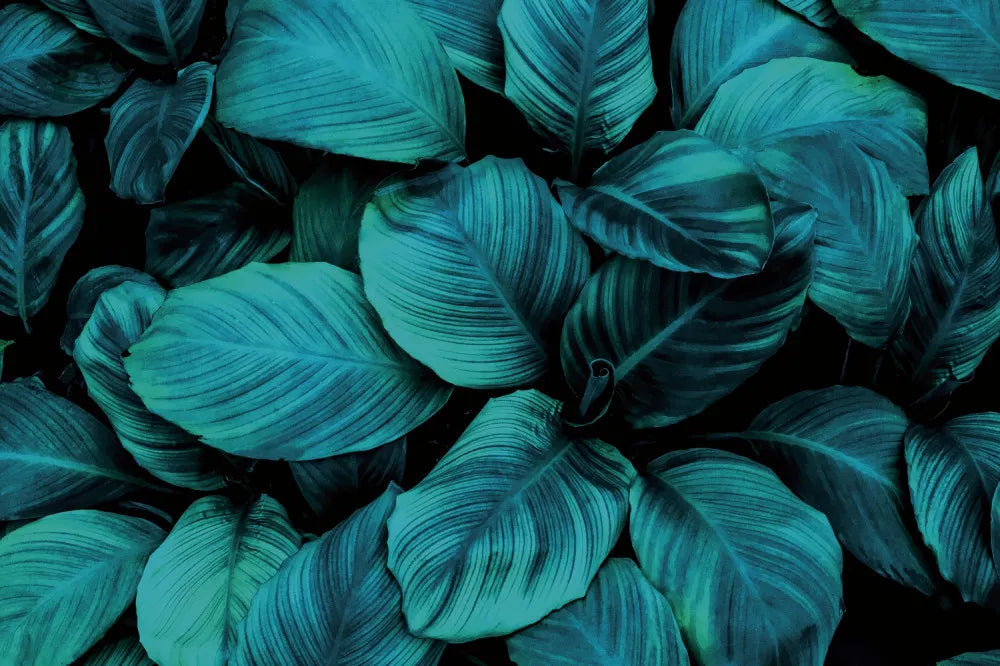 Night foliage