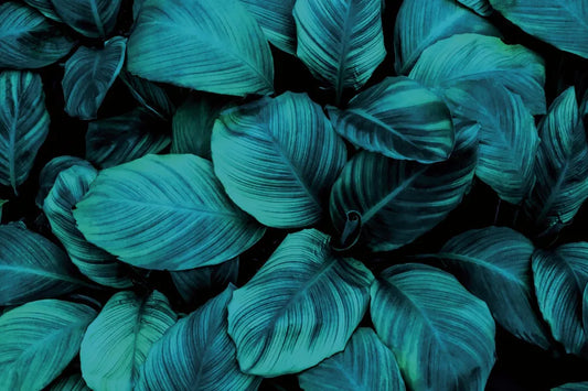 Night foliage