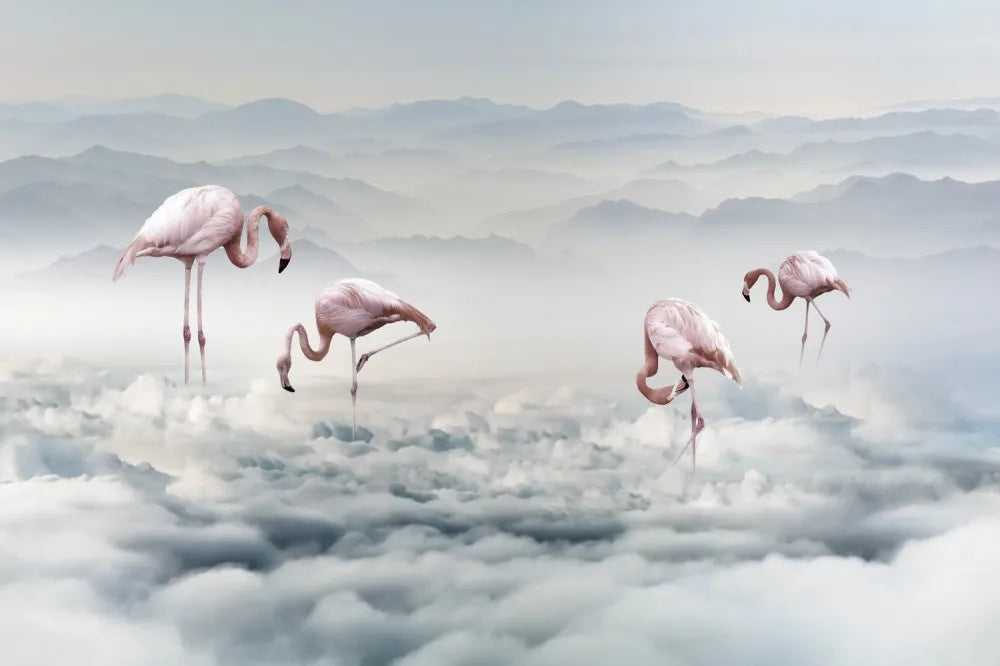 Exotic flamingos