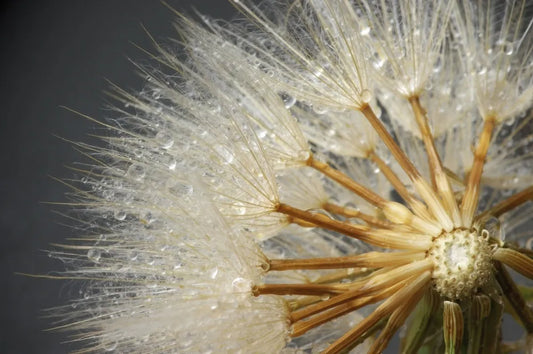 Dandelion close-up