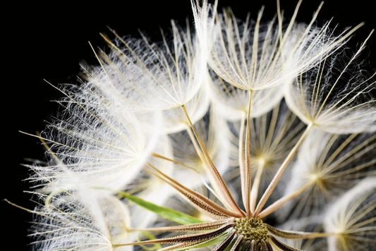 Lush dandelion