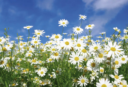 Light daisies