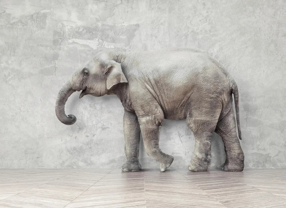 Indian elephant 3D
