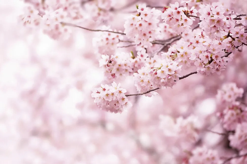 Sakura flowers