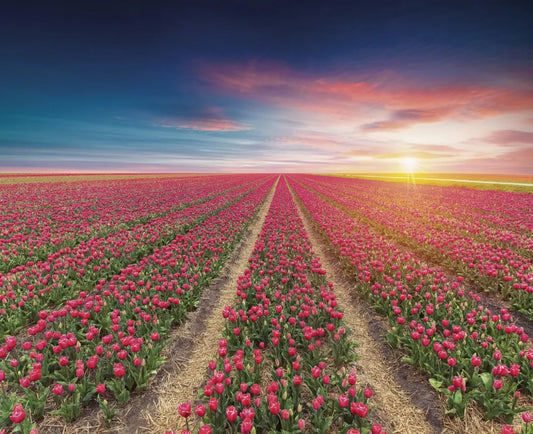 Blooming tulip field