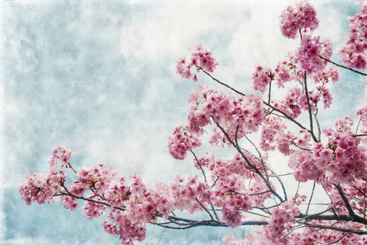Delicate sakura