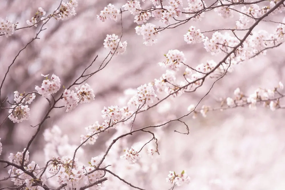 Sakura pink