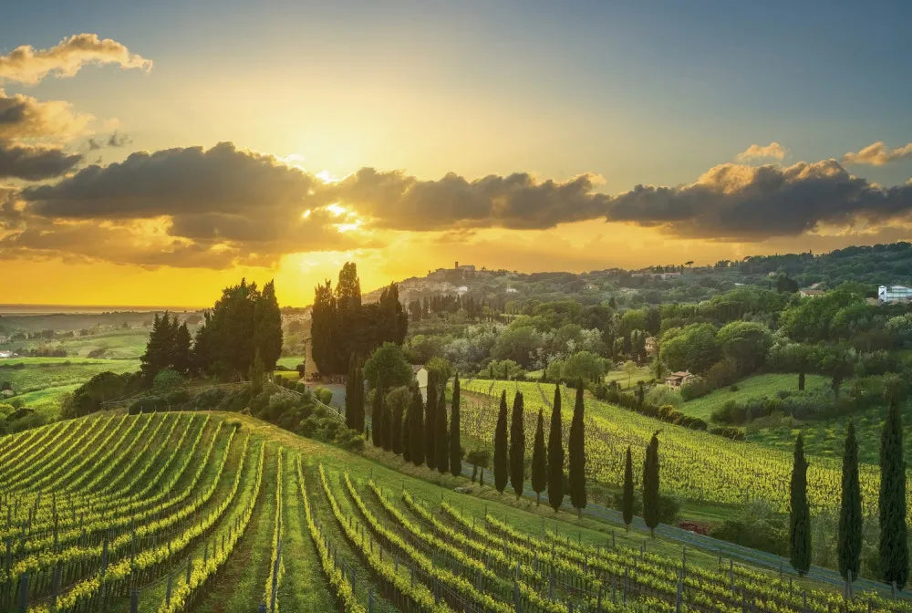 Vineyards of Italy