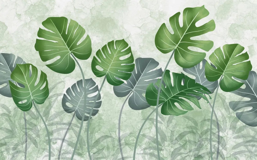 Young monstera leaves
