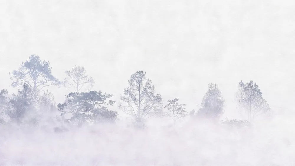 Misty sunrise in the forest