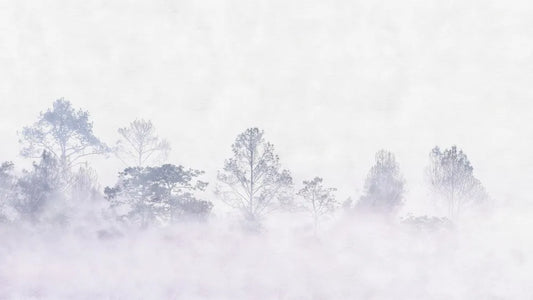 Misty sunrise in the forest