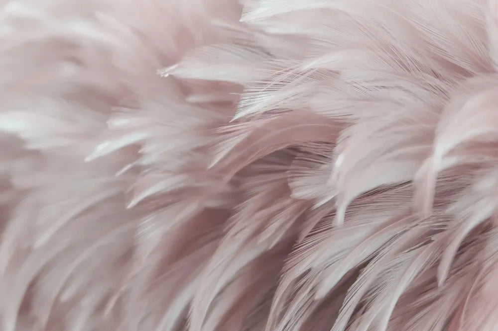 Delicate pink feathers