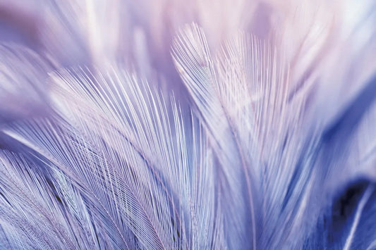Purple feathers