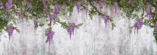 Blooming wisteria