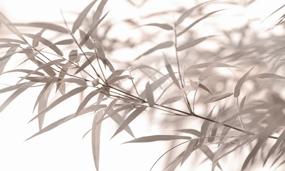 Delicate bamboo leaves